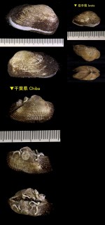 カリガネエガイ Barbatia virescens small