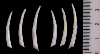 I_J~JhcmKC cf. Megaentalina cornucopiae