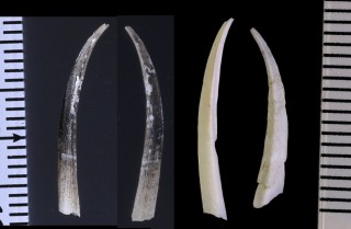 ~JhcmKC Entalina quadrangularis