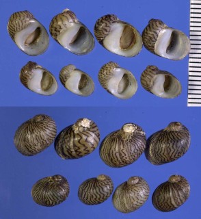 ドナウカノコ (仮称) Theodoxus danubialis small