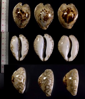ウラシマダカラ Bernaya teulerei small