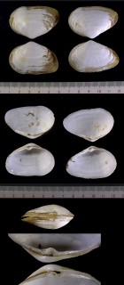 ハブタエユキガイ Meropesta pellucida small