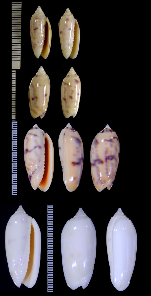 クワジェリンジュドウマクラ (仮称) Oliva efasciata berti small
