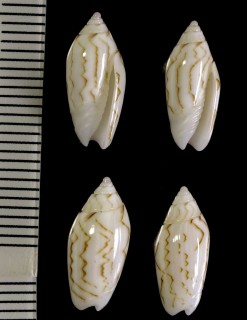 クワジェリンキヌマトイマクラ (仮称) Oliva panniculata williamsi small