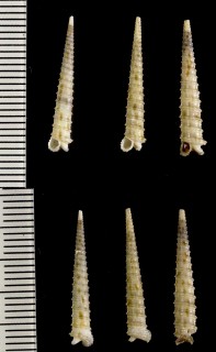 オネジオレ 雄捩折 Euthymella pagoda small