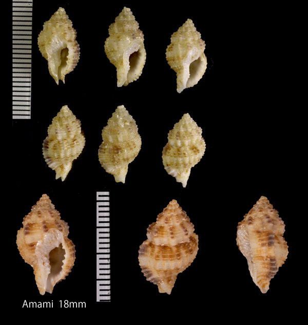 ダルマヒサゴホラダマシ Hindsia nivea small