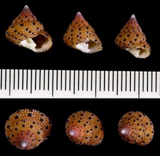 コガタナツモモ 小型楊梅 Clanculus margaritarius unedo small