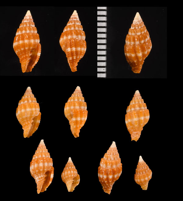 ハナオトメフデ 花乙女筆 Vexillum aureolatum small