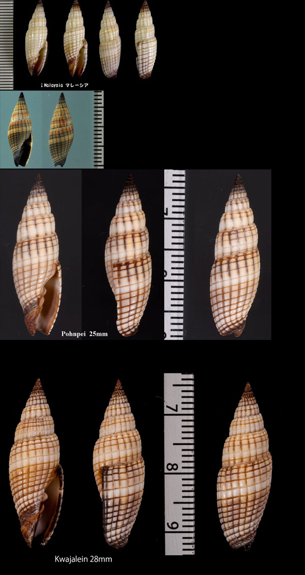 アデヤカミノムシ Vexillum granosum small