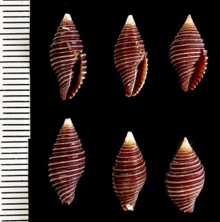 シロオビコベニフデ 白帯小紅筆 Mitra tabanula small