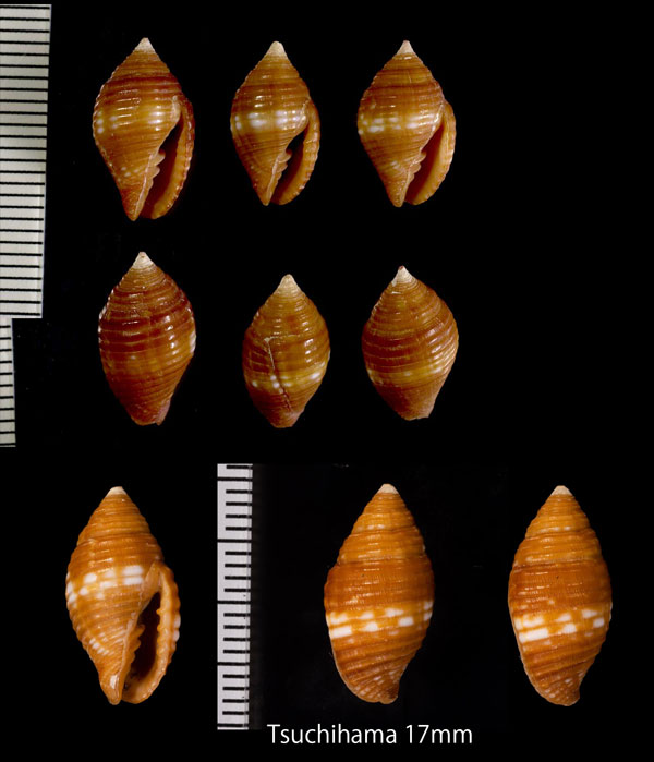 マユフデ 繭筆 Pseudonebularia chrysalis small