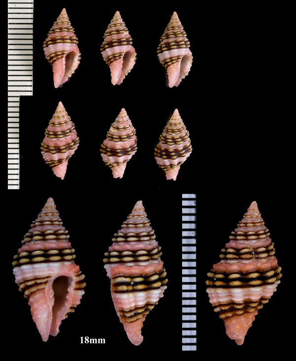 ハデノシガイ 派手熨斗貝 Clivipollia fragaria small