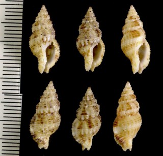 クロフベッコウバイ Sinetectula egregia small