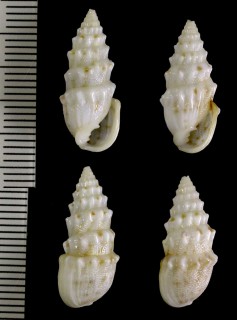 イカリガタクチキレ Otopleura nodicincta small