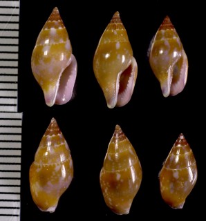 ムラサキムギガイ Mitrella livescens small