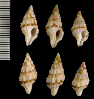 ムラクモツノマタモドキ Latirus maculatus small