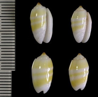 クワジェリンヒナマクラ Oliva carneola kwajaleinensis small