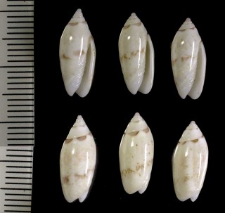 キヌマトイマクラ クワジェリンの型 Oliva panniculata small