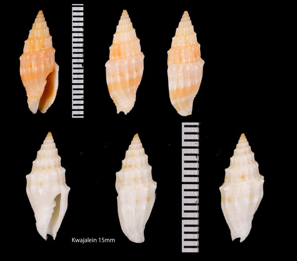 カムリツクシ (カンムリツクシ) 冠土筆 Vexillum coronatum small