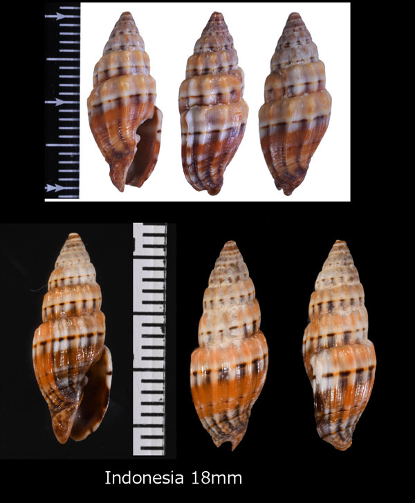 イトカケツクシ Vexillum semifasciata small