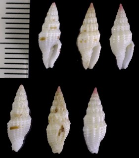 カタハリツクシ Vexillum modestum small