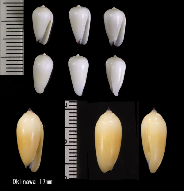 ズングリチョウチンフデ Imbricaria conovula small