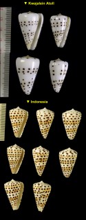 クロザメモドキ (クロフイチマツ) 擬黒鮫 Conus eburneus small