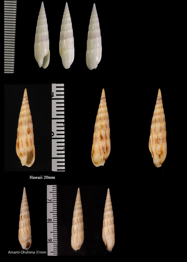 ヤナギシボリタケ 柳絞筍 Hastula penicillata small