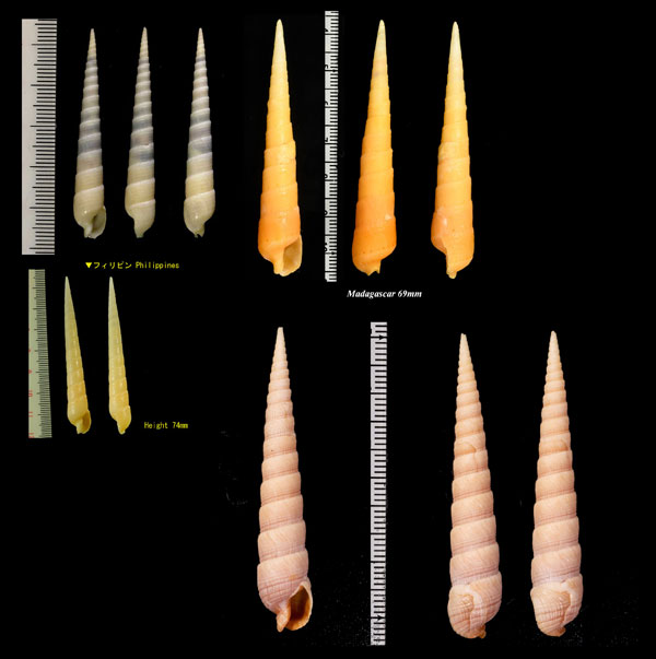 ニクタケ Terebra cingulifera small