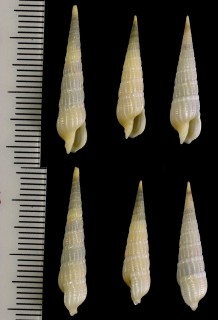 ヤマザキタケノコ cf. Terebra conspersa small
