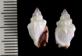 クチベニソデ クワジェリンの型 Strombus haemastoma small