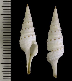 シロトラフクダマキ 白虎斑管巻 Lophiotoma albina small