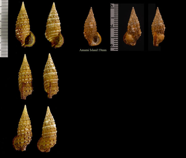 サキボソカニモリ Cerithium claviforme small