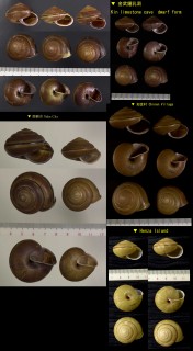 シュリマイマイ Coniglobus mercatorius small