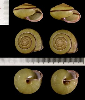 チリメンマイマイ (チリメンオオシママイマイ) Coniglobus rugosus small