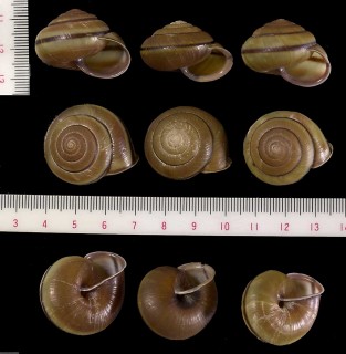 キカイオオシママイマイ 喜界大島蝸牛 Coniglobus mercatorius daemonorus small