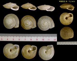 カナマルマイマイ 金丸蝸牛 Satsuma kanamarui small
