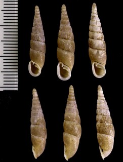 アワジウツミギセル Stereophaedusa pallens small