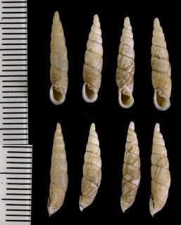 トクネニヤダマシギセル Phaedusa neniopsis caudatus small
