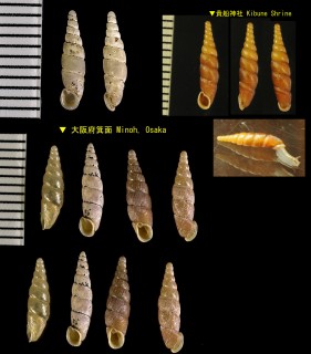 エルベリギセル (エルベルギセル) Tyrannophaedusa aurantiaca erberi small