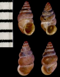 オオヤマベニゴマガイ 大山紅胡麻貝 Diplommatina pudica oyamai small