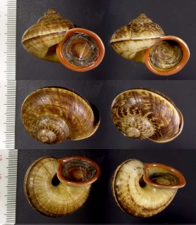 インドヤマタニシ Cyclophorus indicus small
