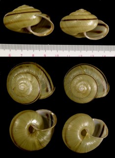 ツルガマイマイ 敦賀蝸牛 Euhadra latispira tsurugensis small