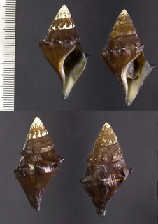 ヒシノミカワニナ Io fluvialis small
