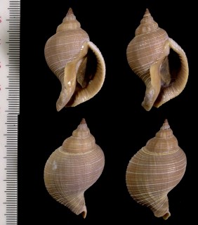 ミオツクシ 澪標 Siphonalia trochula small