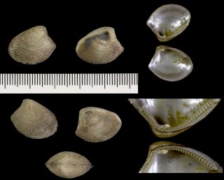 マキヤマキララ Acila submirabilis small