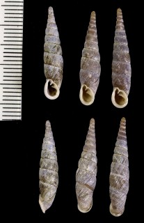 ヒメナミギセル Stereophaedusa ultima small