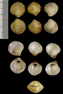 サガミフミガイ cf. Glans sagamiensis small