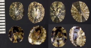 コガモガイ Lottia kogamogai small