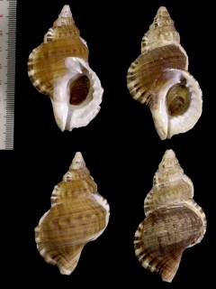 ゴウシュウイワボラ Ranella australasia small
